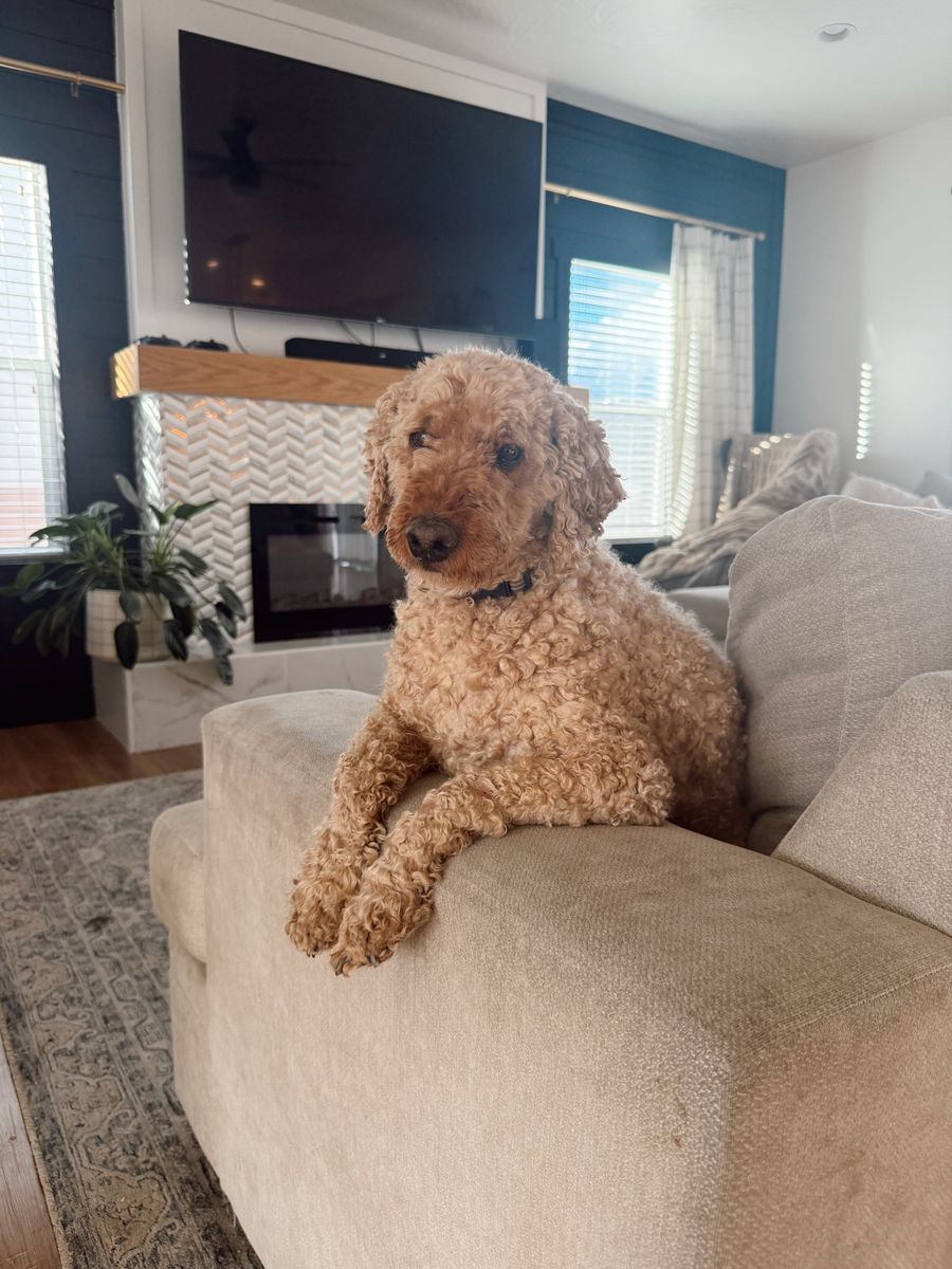 Mini Golden Doodle needs a home