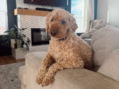Mini Golden Doodle needs a home