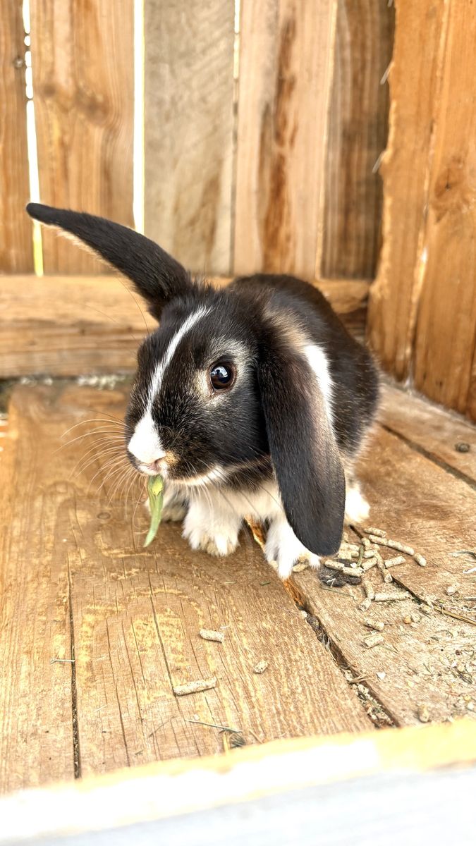 Cute Mini Lop Rabbit - Black and White Dwarf Bunny for Adoption