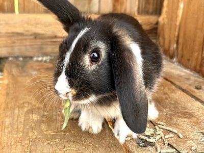 Cute Mini Lop Rabbit - Black and White Dwarf Bunny for Adoption