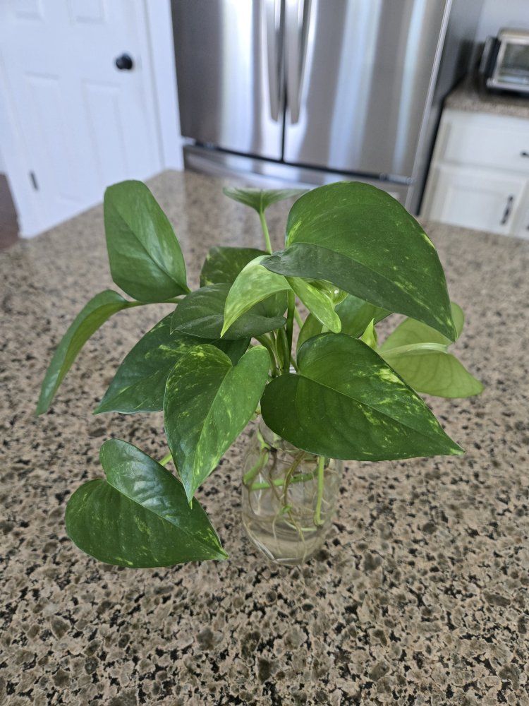 Green Emerald Pothos
