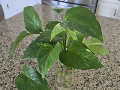 Green Emerald Pothos