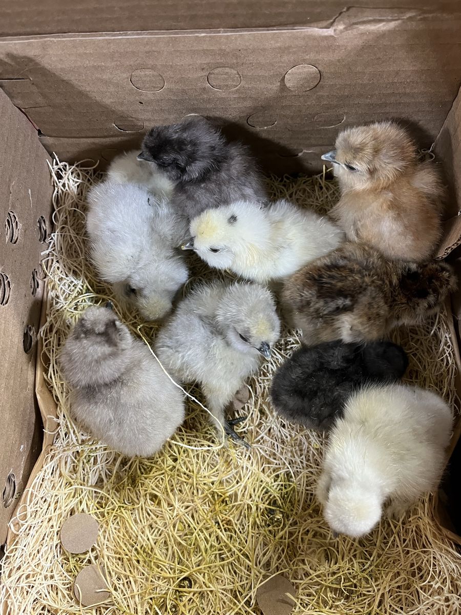 Silkie Chicks SALE