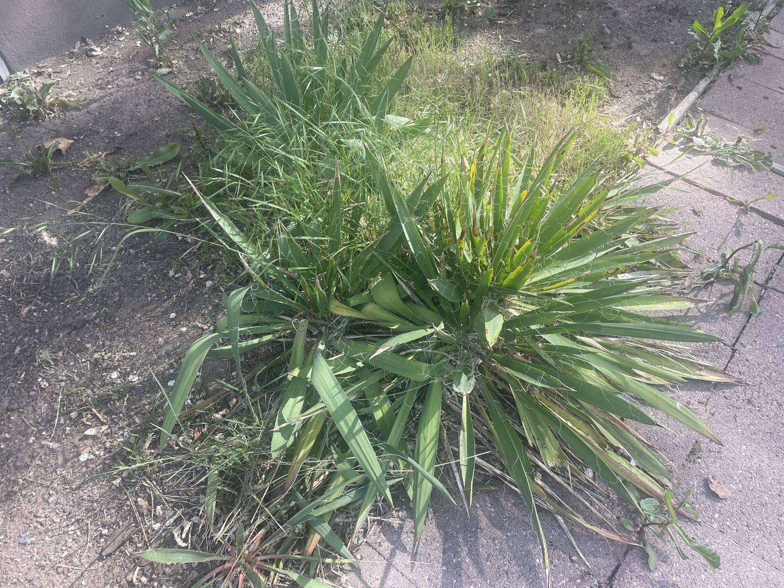 $20 Yucca Plant (Large Established Clump) – Dig Up in Sugar House