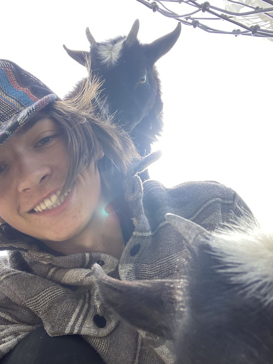 Pygmy weather boy goat