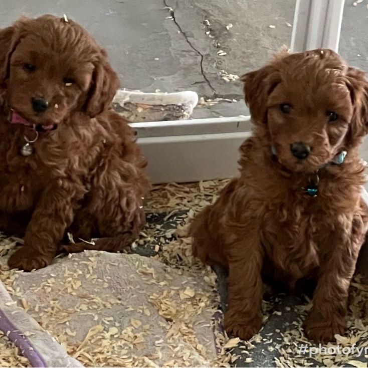 Micro Mini Goldendoodles