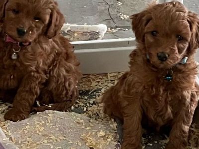 Micro Mini Goldendoodles