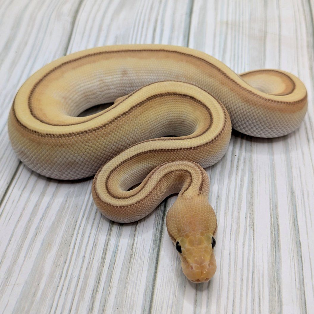 2025 Male Banana Butter Genetic Stripe Ball Python