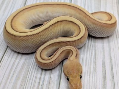 2025 Male Banana Butter Genetic Stripe Ball Python