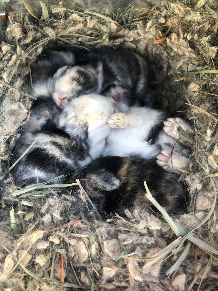 Purebred Holland Lops