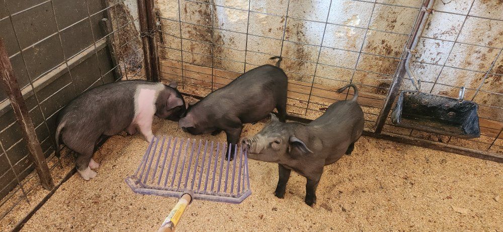 feeder pigs