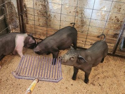 feeder pigs