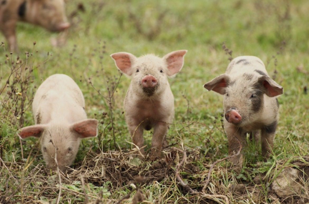 ISO Piglet runts