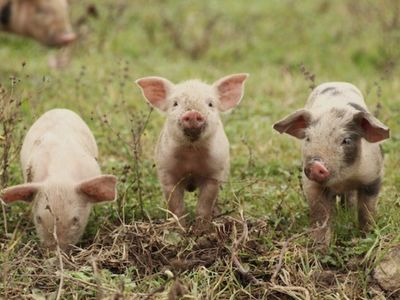 ISO Piglet runts
