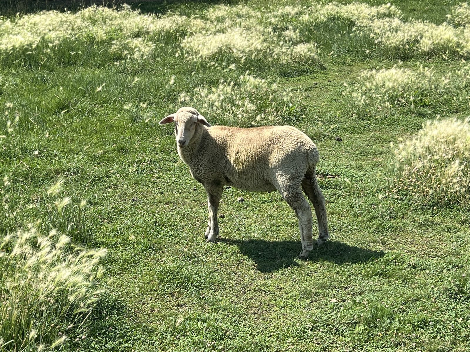 Lambs for sale