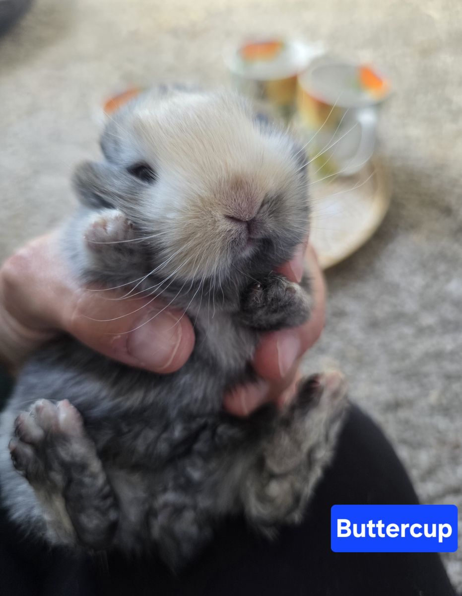 One mama rabbit, approximately six months old, and one baby bunny, four weeks old