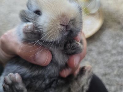 One mama rabbit, approximately six months old, and one baby bunny, four weeks old