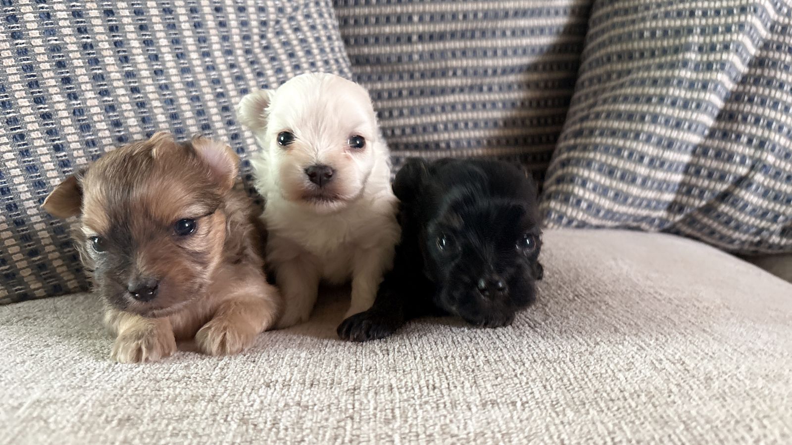 Yorkies puppies