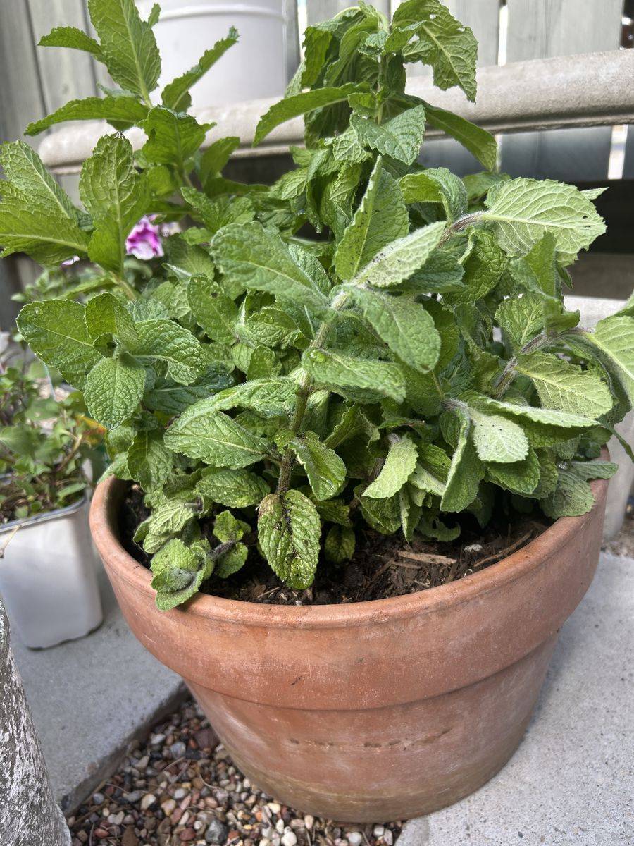 LARGE TERRA COTTA POT WITH MINT $29