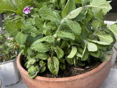 LARGE TERRA COTTA POT WITH MINT $29