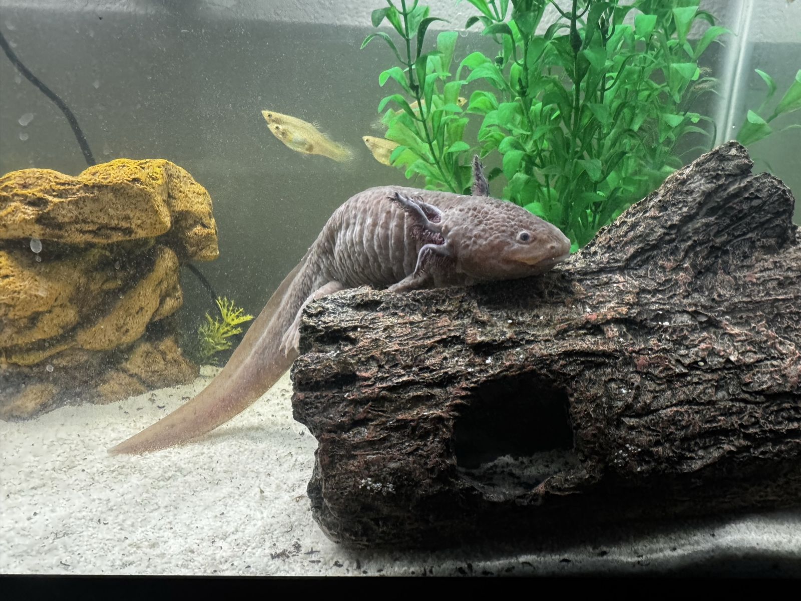 Axolotl