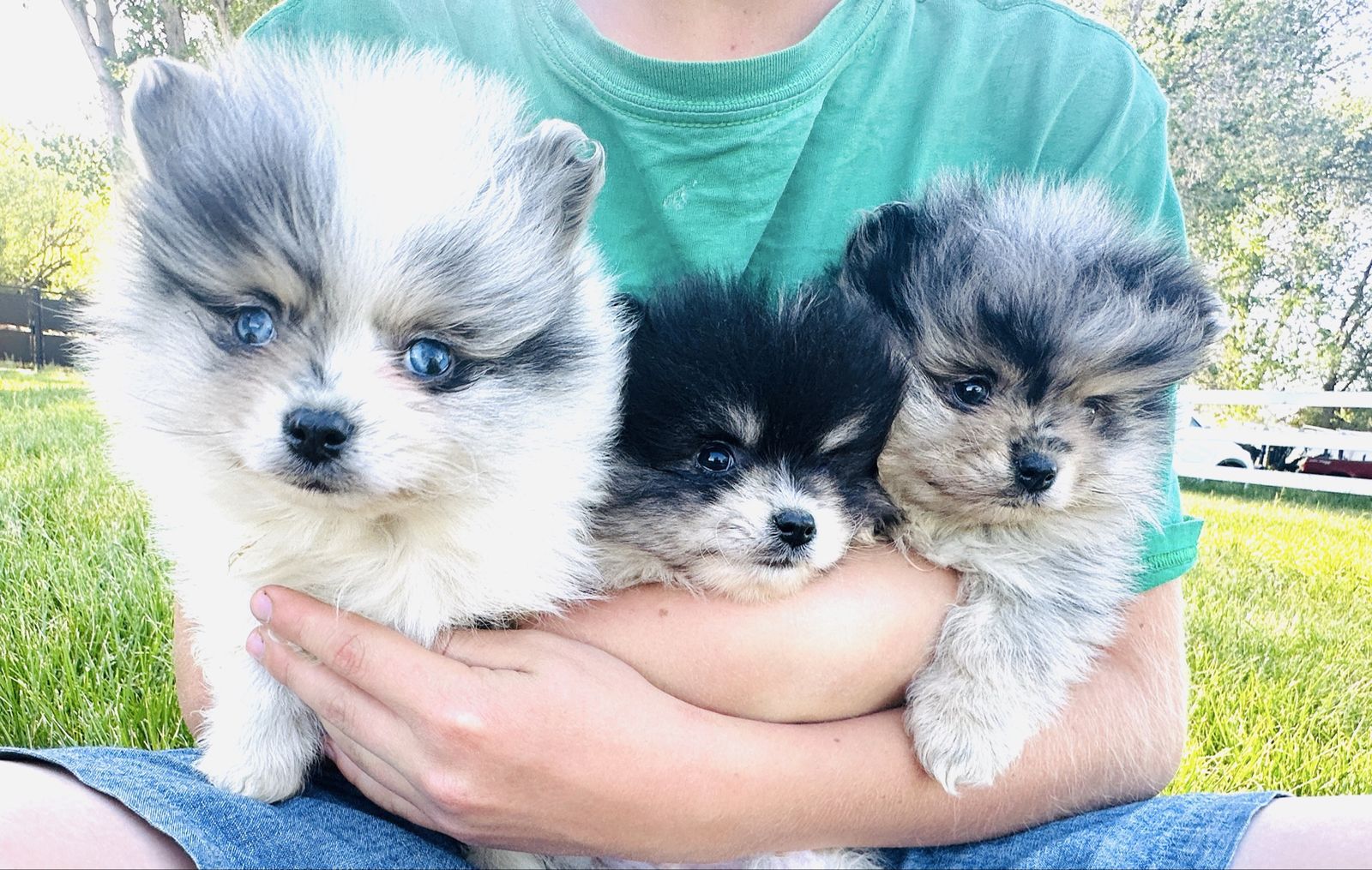 Adorable Pomeranian Puppies - Male & Female Available
