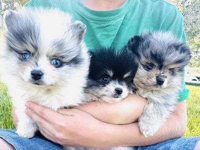 Adorable Pomeranian Puppies - Male & Female Available