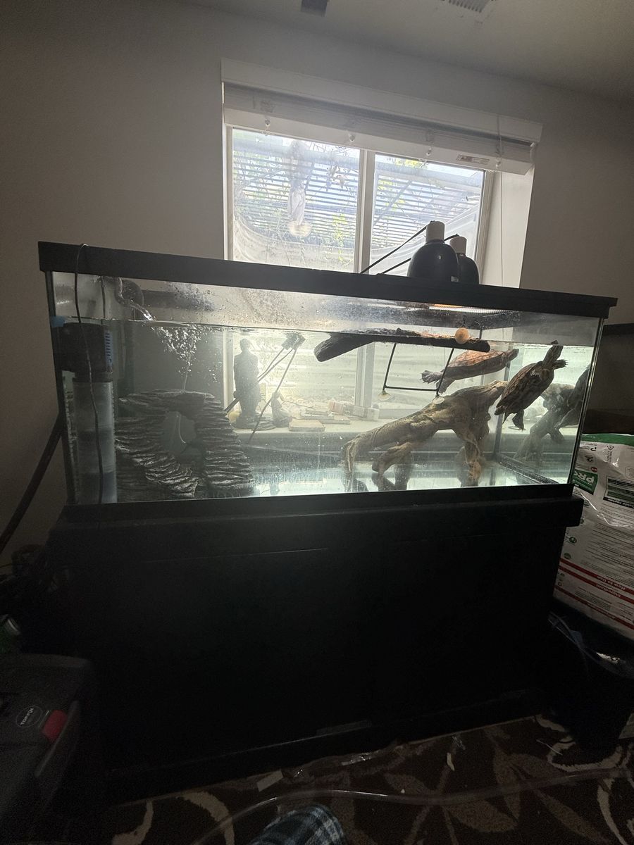 Red Ear SlIder Turtles And Full Set Up