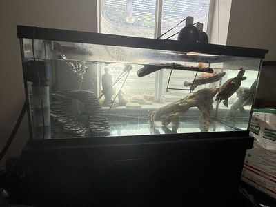 Red Ear SlIder Turtles And Full Set Up