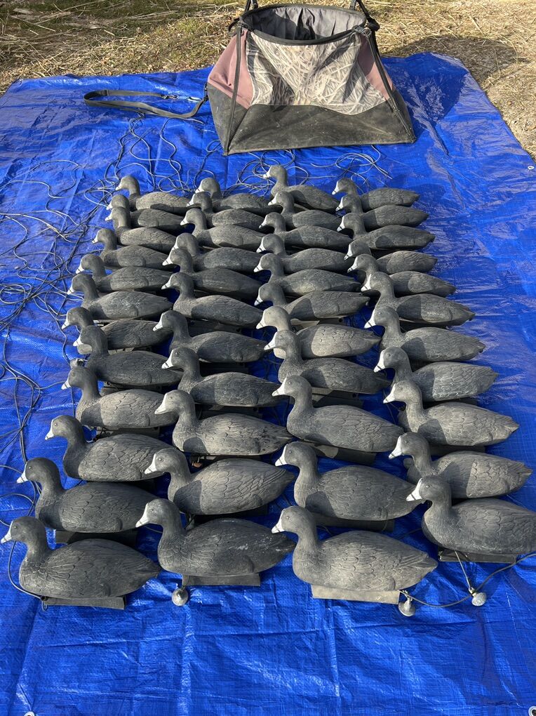 Coot Decoys