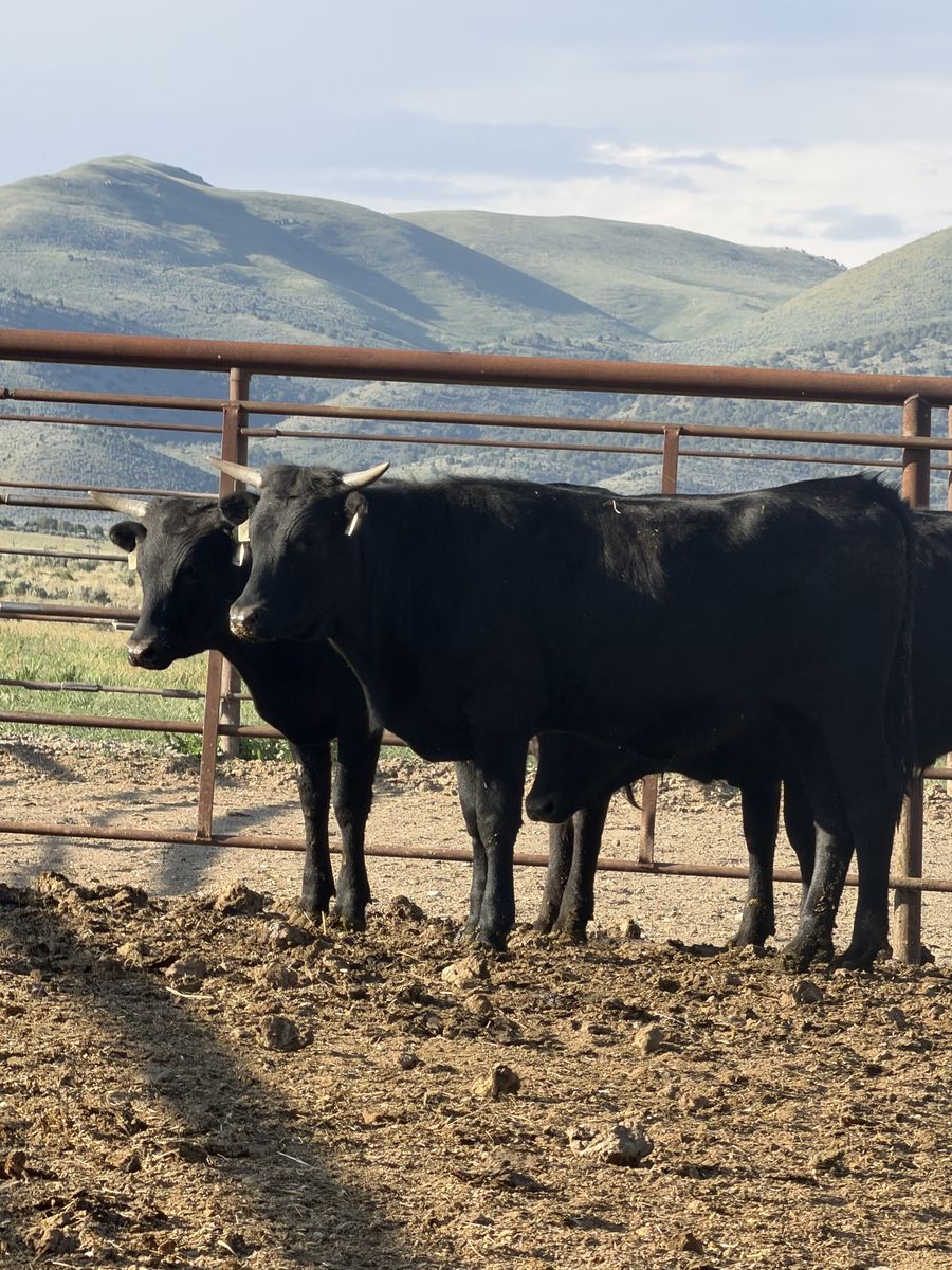 2 Fresh Corriente heifers