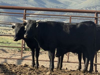 2 Fresh Corriente heifers
