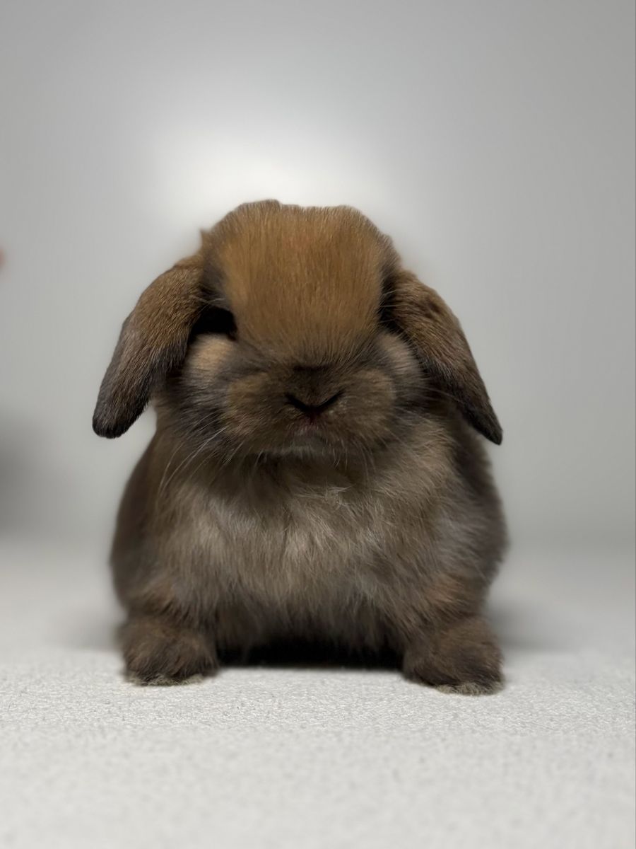 Holland Lop Buck