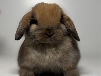 Holland Lop Buck