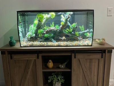 40 gallon bow tank