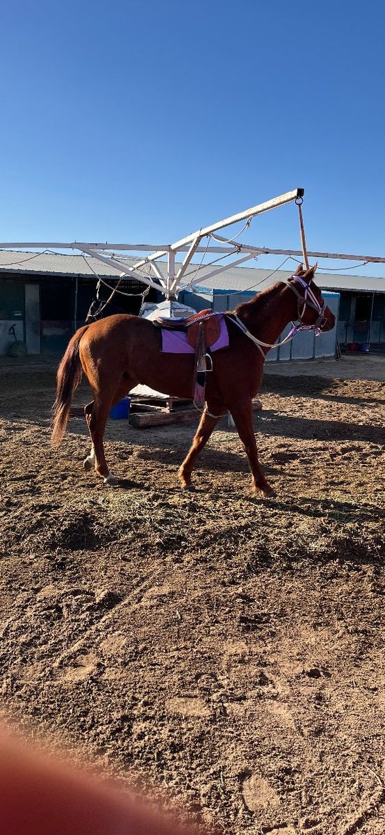 Wyoming bred 4 year gelding