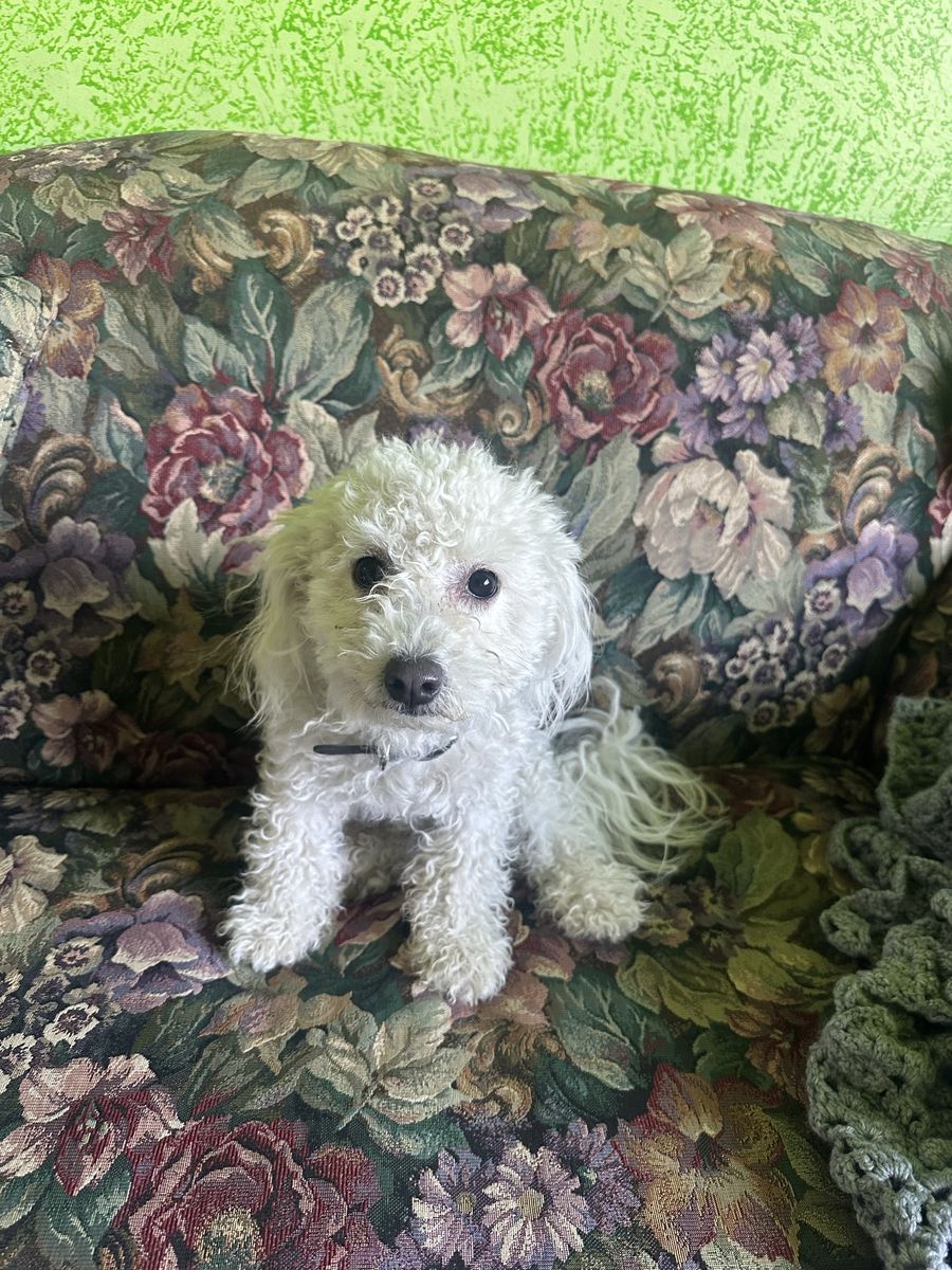 Maltipoo Mix