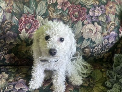 Maltipoo Mix