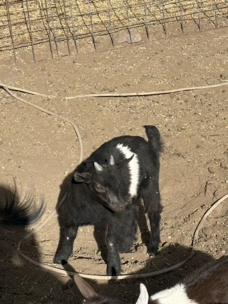 Pygmy goat buckling