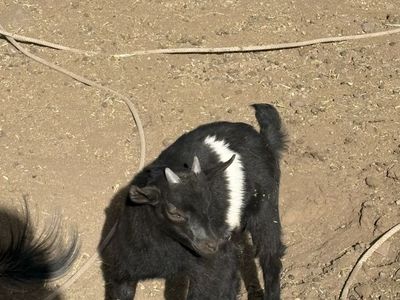 Pygmy goat buckling