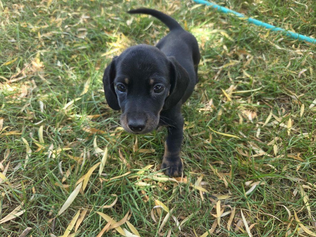 Dachshund Puppies - Chocolate & Black and Tan - Ready for New Homes!