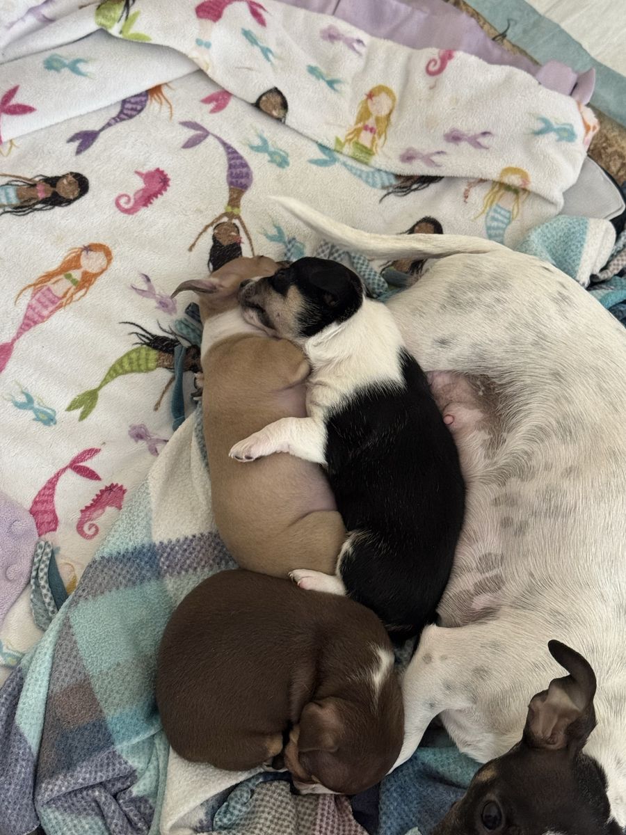 Adorable Chihuahua Puppies for Sale - Various Colors