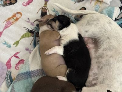 Adorable Chihuahua Puppies for Sale - Various Colors