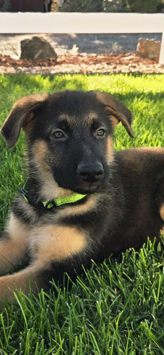 AKC German Shepherd Puppies