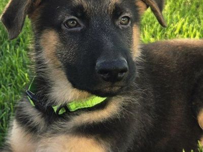 AKC German Shepherd Puppies