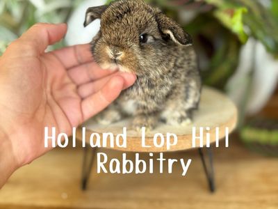 Holland Lop Baby - Purebred Bunny