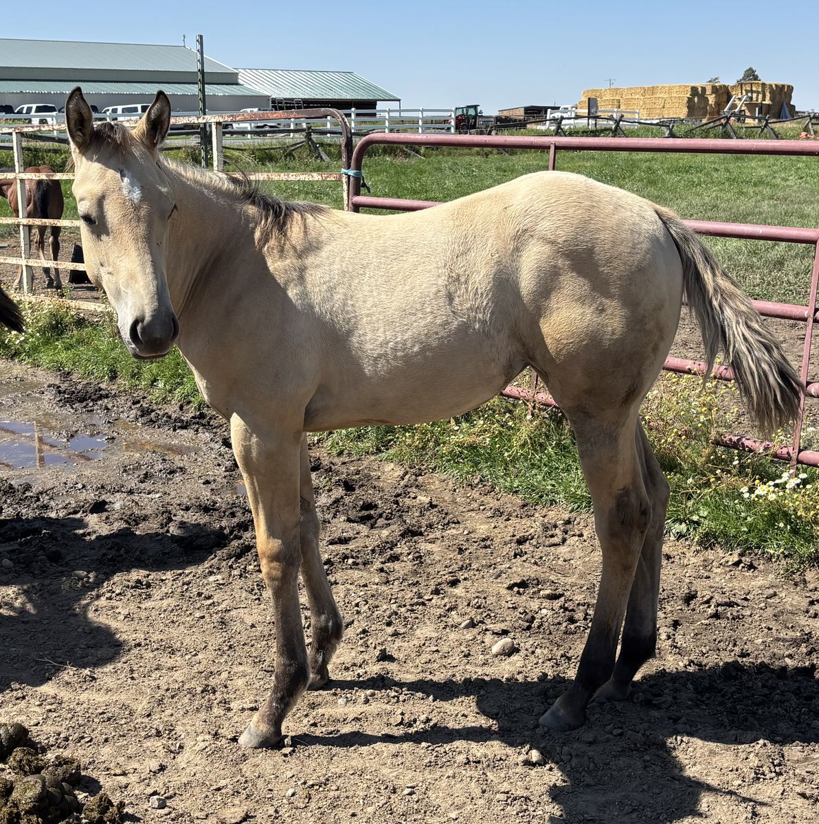 2026 Grade Dunskin Filly "Honeybee"
