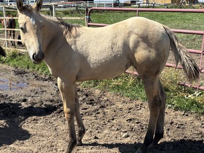 2026 Grade Dunskin Filly "Honeybee"