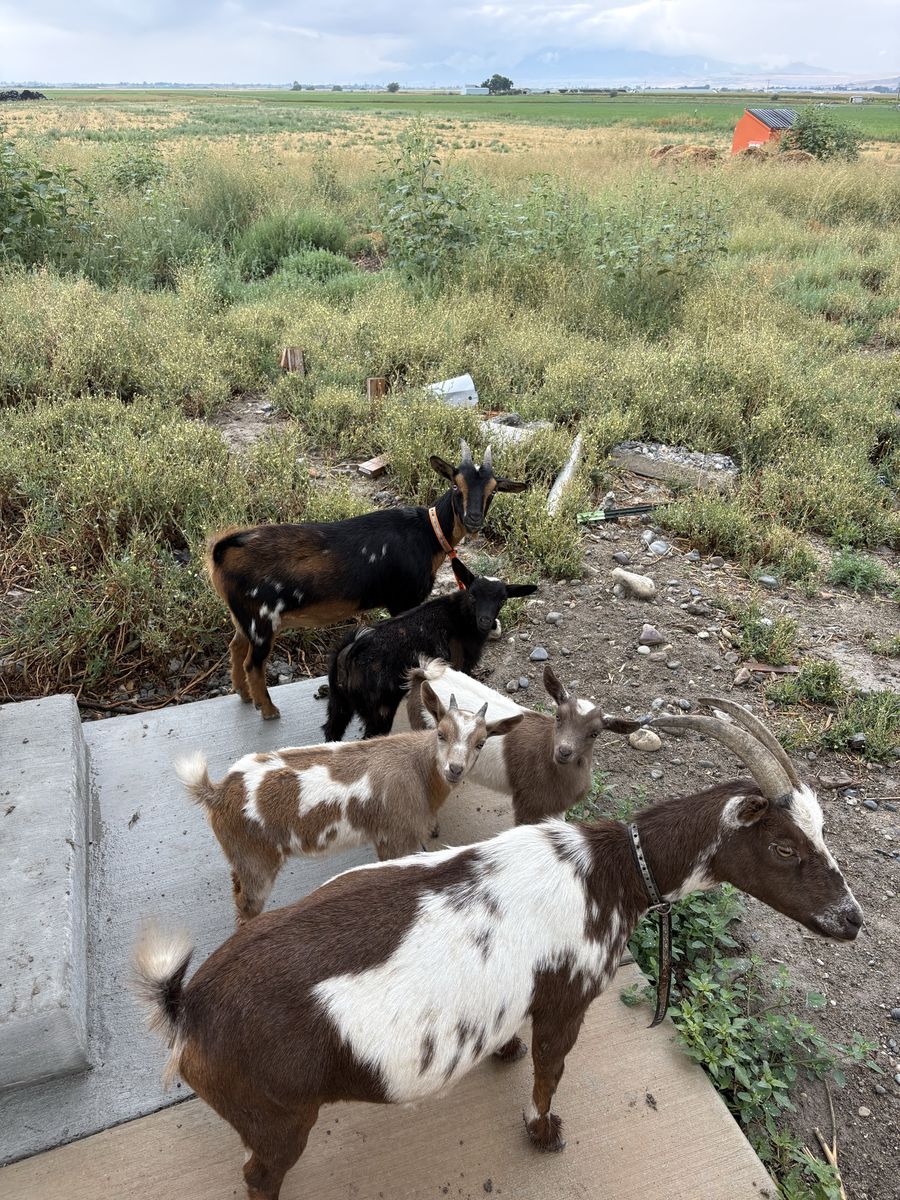 Herd of Goats - Adults and Kids