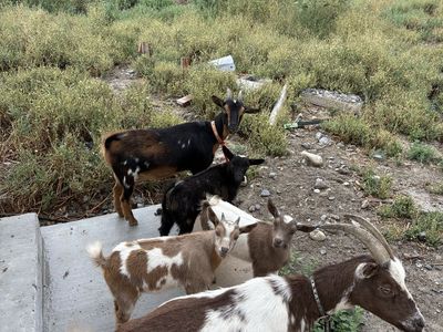 Herd of Goats - Adults and Kids